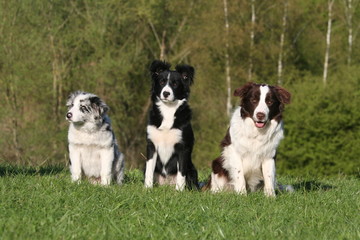 regard attentif de trois border collie