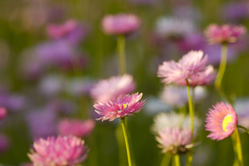 Blütenpracht im Kings Park, Perth