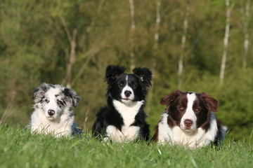 trois border collie assis dans l'herbe
