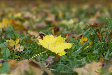 Fallen leaves of the maple. Green grass