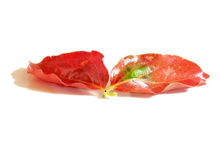 persimmon leafs