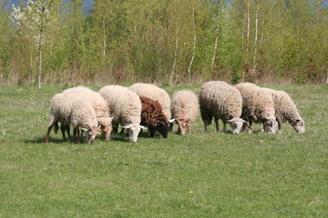 Obraz premium moutons qui broutent de l'herbe