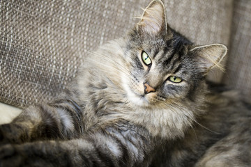 Portrait einer Katze