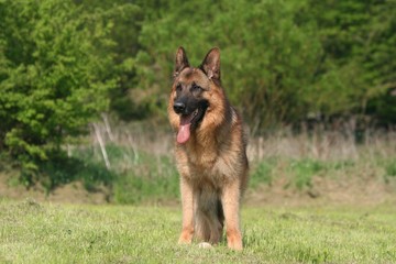 berger allemand debout dans la nature