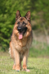 berger allemand en action