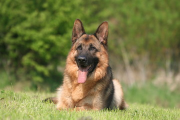 berger allemand adulte bol d'air frais