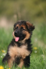 petite peluche de berger allemand