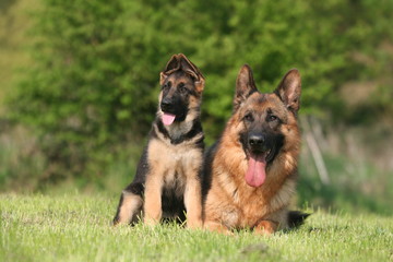 berger allemand version petit et grand