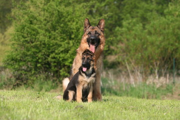 deux berger allemand tranquilles