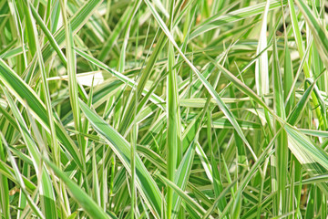 Close up of the fresh leaves of the chlorophytum