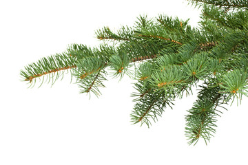 Fir tree branch on a white background.