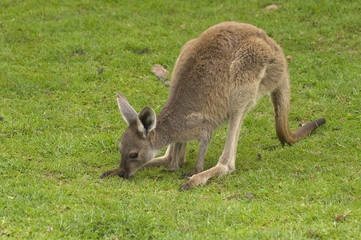 Closeup of Western Grey Kangaroo (macropus fuliginosus)