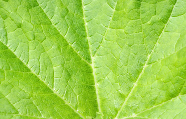Green Leaf Background