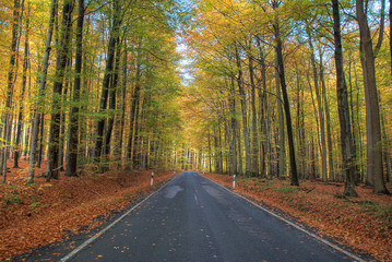 Obraz premium Landstraße im Oktober