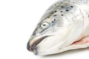 Fresh raw salmon on a white background