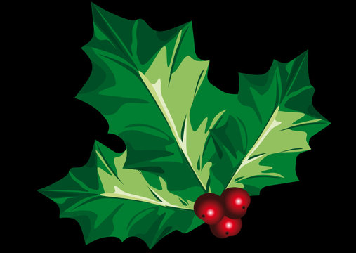 Holly
