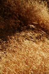 Grass in the sunset