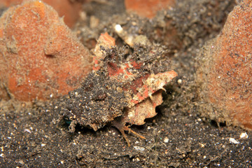 Scorpionfish at night