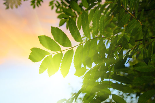 rowan-tree and sunset