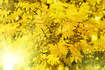 yellow leaves and sunlight