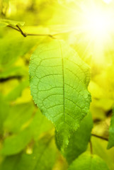 autumn leaves and sunlight