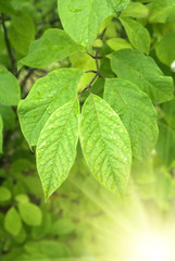 green leaves and sunlight