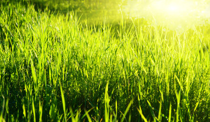 sunset and spring green grass