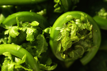 fiddlehead ferns cleaned and ready for cooking