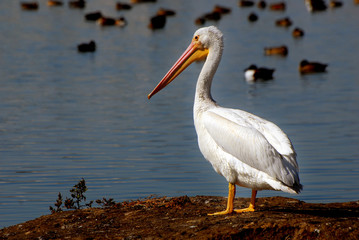 White Pelican