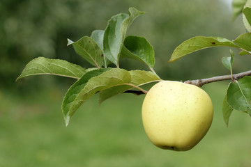 Yellow apple on the tree