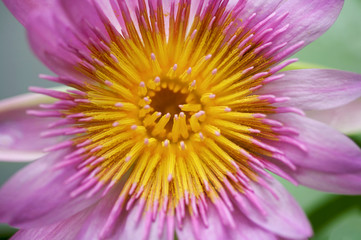 Beautiful Botanical Lily