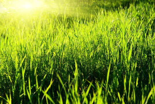 sunset and green spring grass