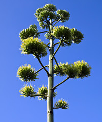 Bl&uuml;hende Agave (agave americana)