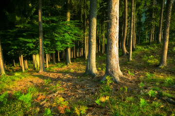 Wild forest. Dark saturated colors.