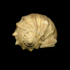cockleshell on black background