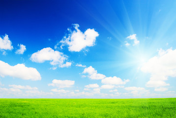 Fototapeta na wymiar field of flax and blue sky