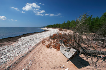 Wizened logs on the wild beach near pine tree forest
