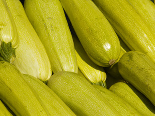 frisch geerntete Zucchini, Hintergrund