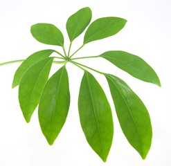 Fototapeta premium Green leaves