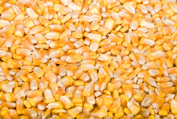 Corn seed background