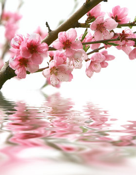 Fototapeta peach flowers and reflection over white