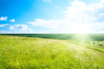 summer landscape field of green grass