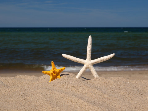 two starfishes