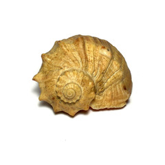 cockleshell on white background