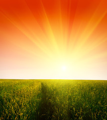 field of grass and sunset