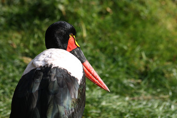 Sattelstorch