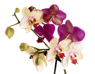 orchids in posy