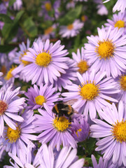 Fototapeta premium Hummel auf Aster