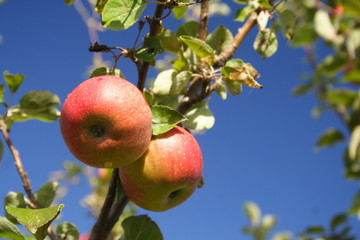 Apples on Tree