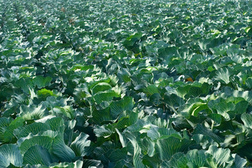 cabbage cultivation